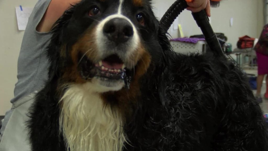 Electric City Kennel Club dog show (video)