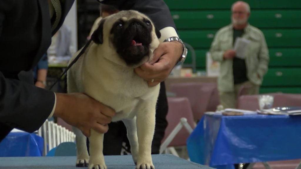 Electric City Kennel Club dog show (video)