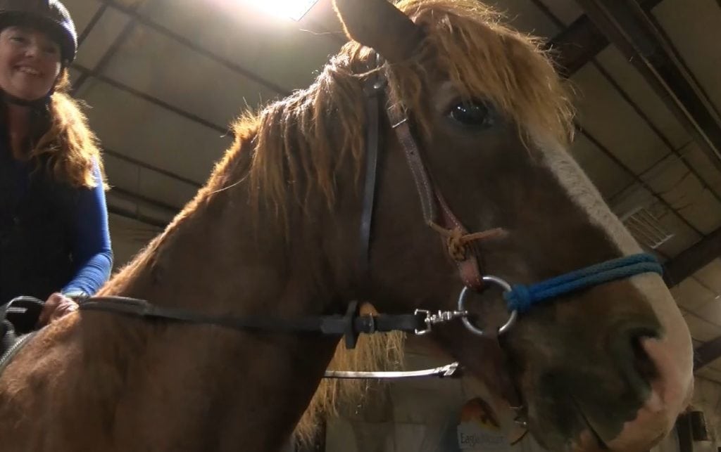 Road to recovery horses that help people heal