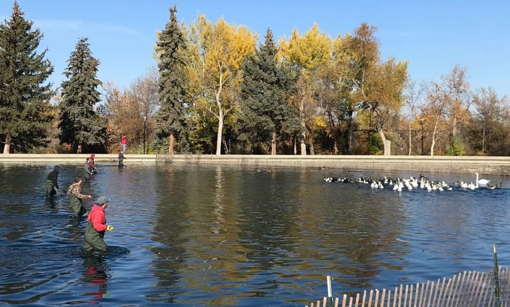 Waterfowl rounded up at Gibson Pond