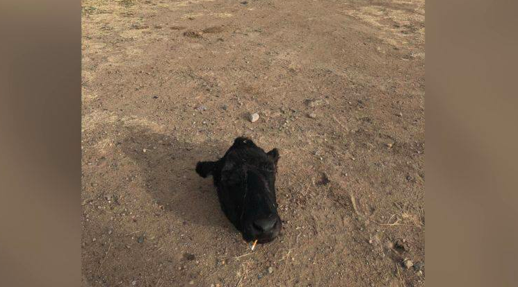 Livestock killed near Galen and Rocker