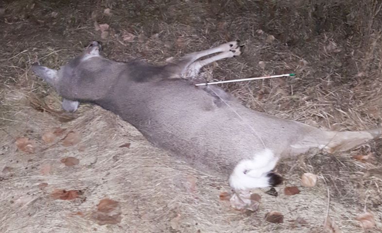 Deer illegally shot with a fishing arrow (FWP photo)